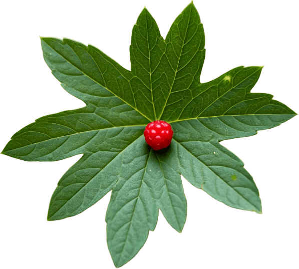 4. Goldenseal ingredient in Gold Align