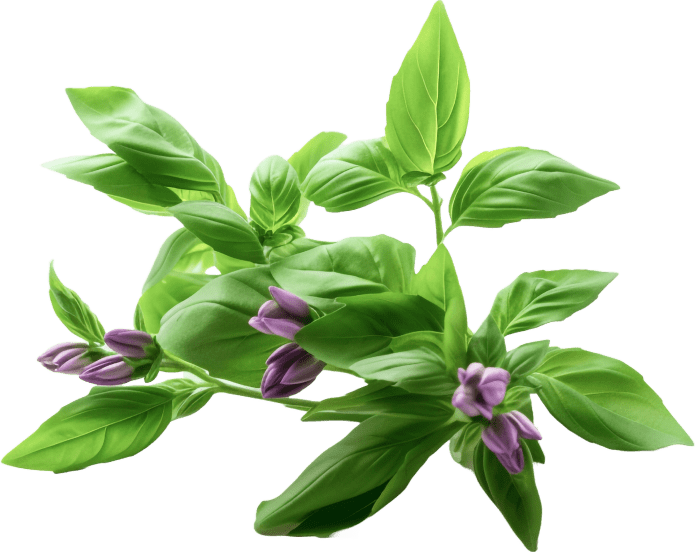5. Holy Basil ingredient in Gold Align